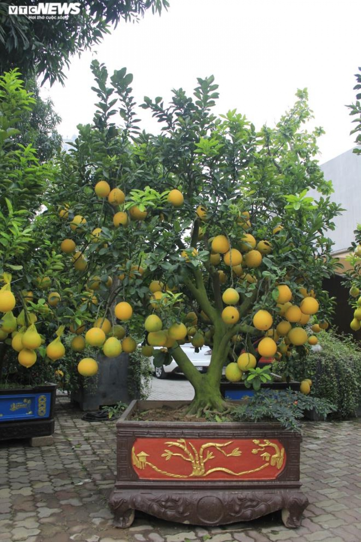 gardeners in hanoi prepare dien ornamental pomelos for tet picture 17