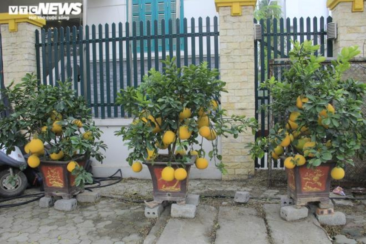 gardeners in hanoi prepare dien ornamental pomelos for tet picture 18