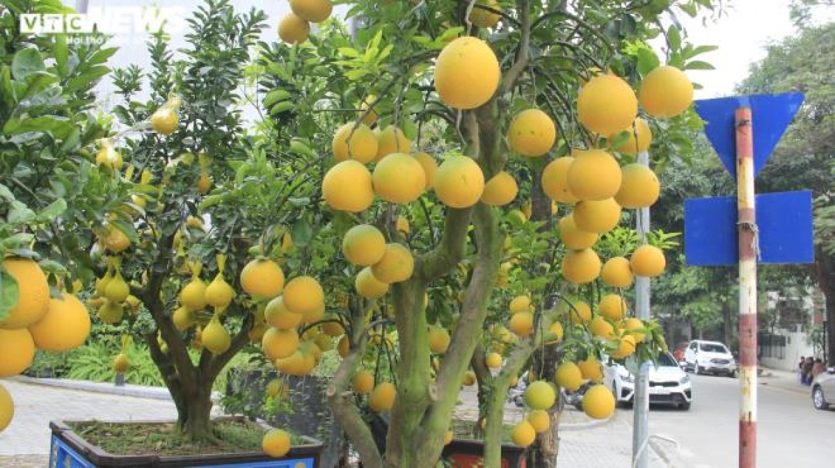 gardeners in hanoi prepare dien ornamental pomelos for tet picture 5