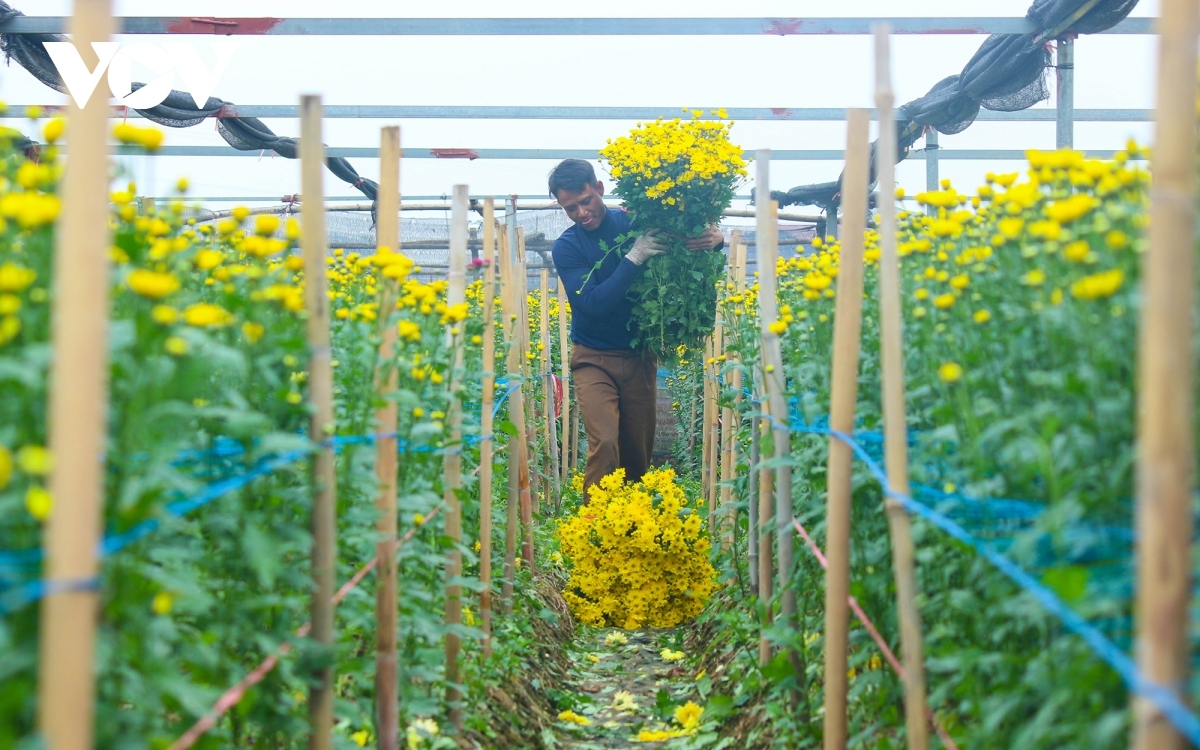 preparations underway at tay tuu flower village ahead of tet picture 1