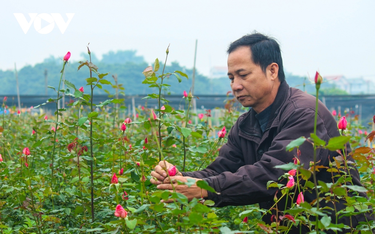 preparations underway at tay tuu flower village ahead of tet picture 10