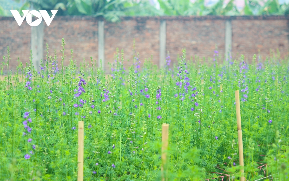 preparations underway at tay tuu flower village ahead of tet picture 16