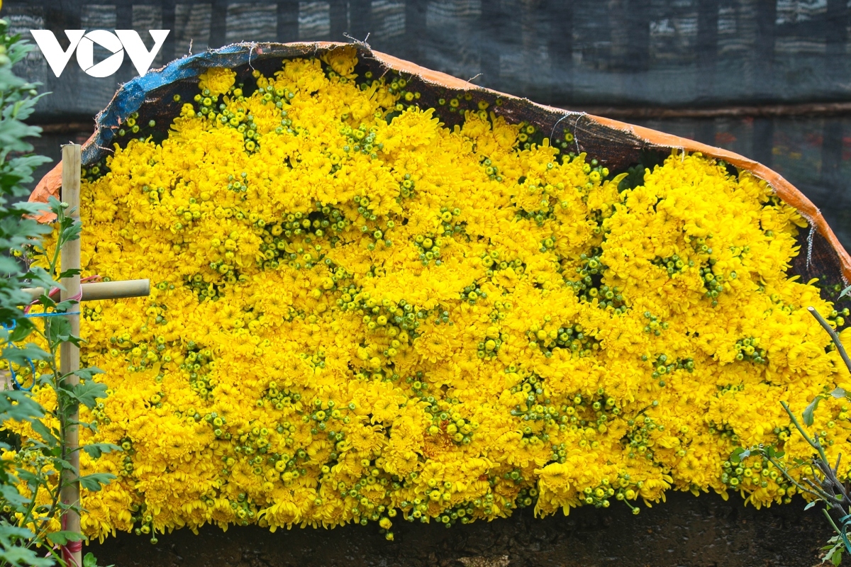 preparations underway at tay tuu flower village ahead of tet picture 2