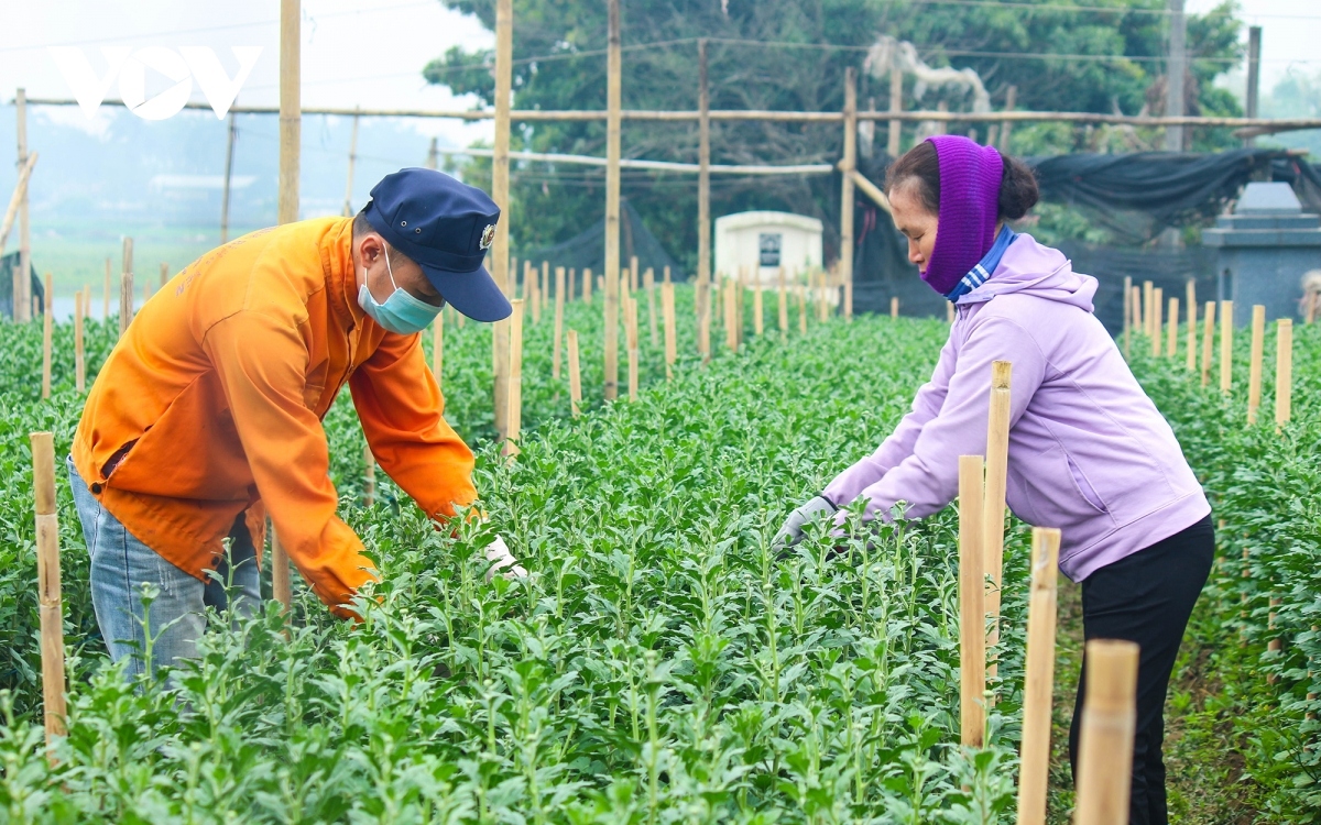 preparations underway at tay tuu flower village ahead of tet picture 4