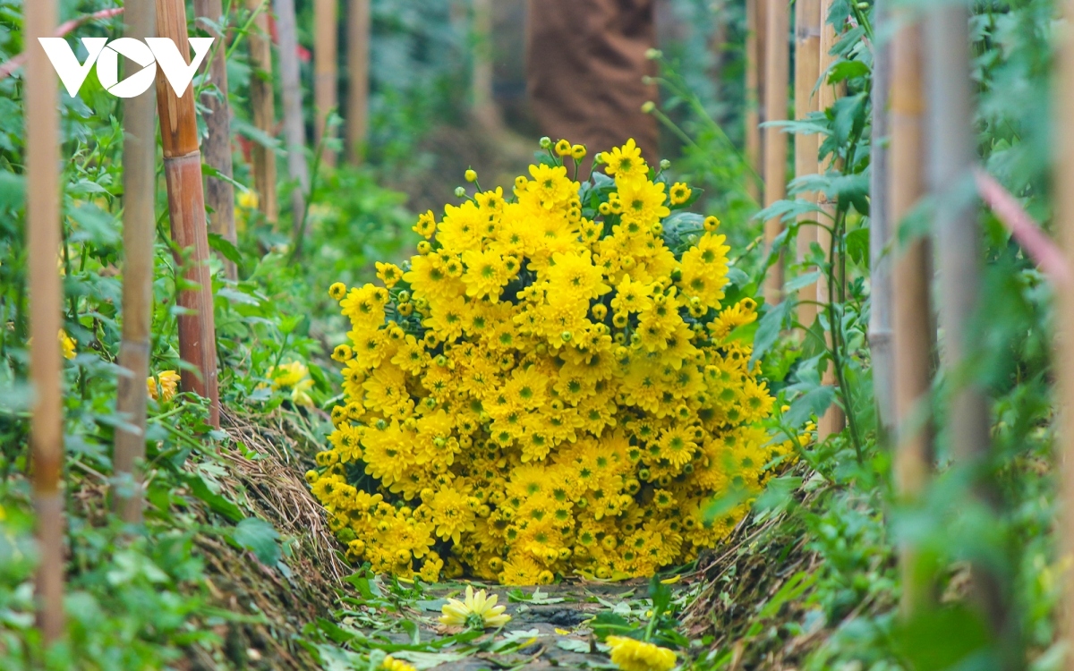 preparations underway at tay tuu flower village ahead of tet picture 7