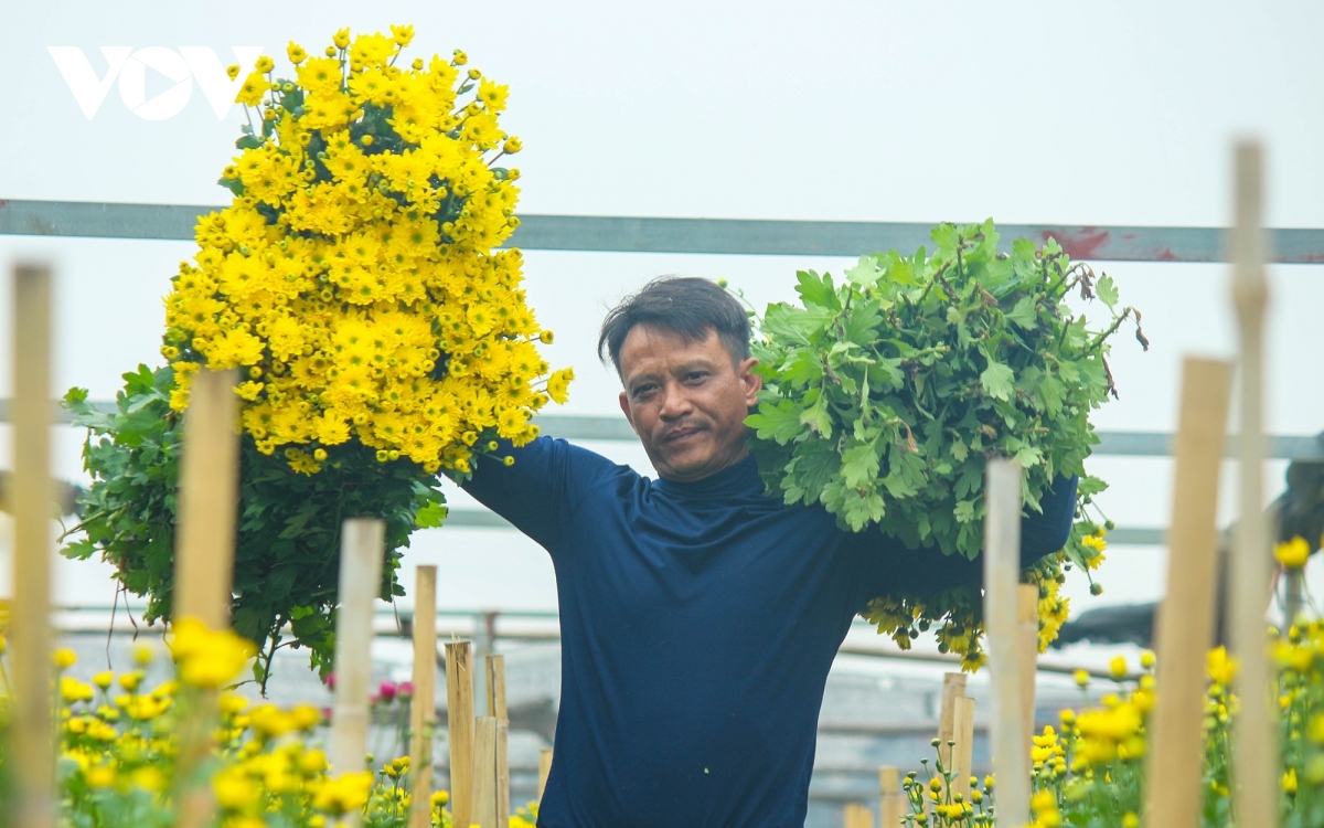 preparations underway at tay tuu flower village ahead of tet picture 8