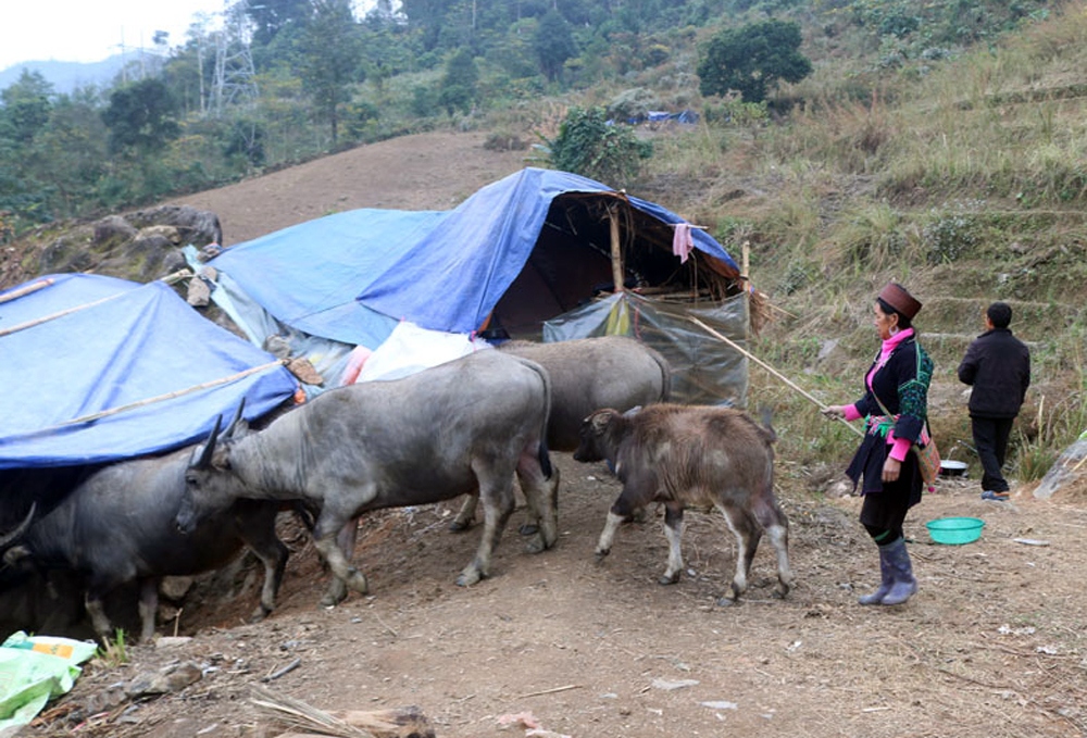 nong dan sa pa dua hang nghin con gia suc xuong vung thap de tranh ret hinh anh 1