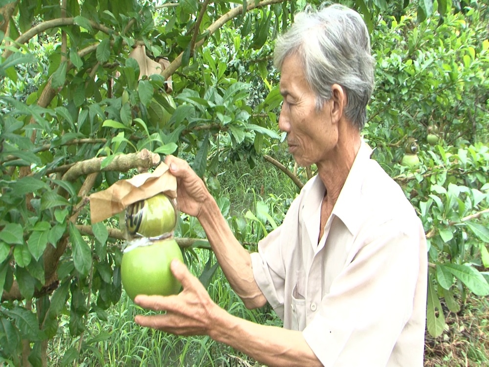 Hậu Giang cung cấp hơn 26.000 tấn trái cây phục vụ thị trường Tết