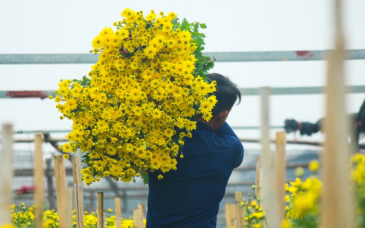 Anh Lượng, chủ vườn hoa ở Tây Tựu cho biết: “Năm nay hoa cúc không xuất đi Trung Quốc được bởi dịch Covid-19 nên chỉ phục vụ nhu cầu cho người dân trên địa bàn và một số tỉnh lân cận là chủ yếu”.