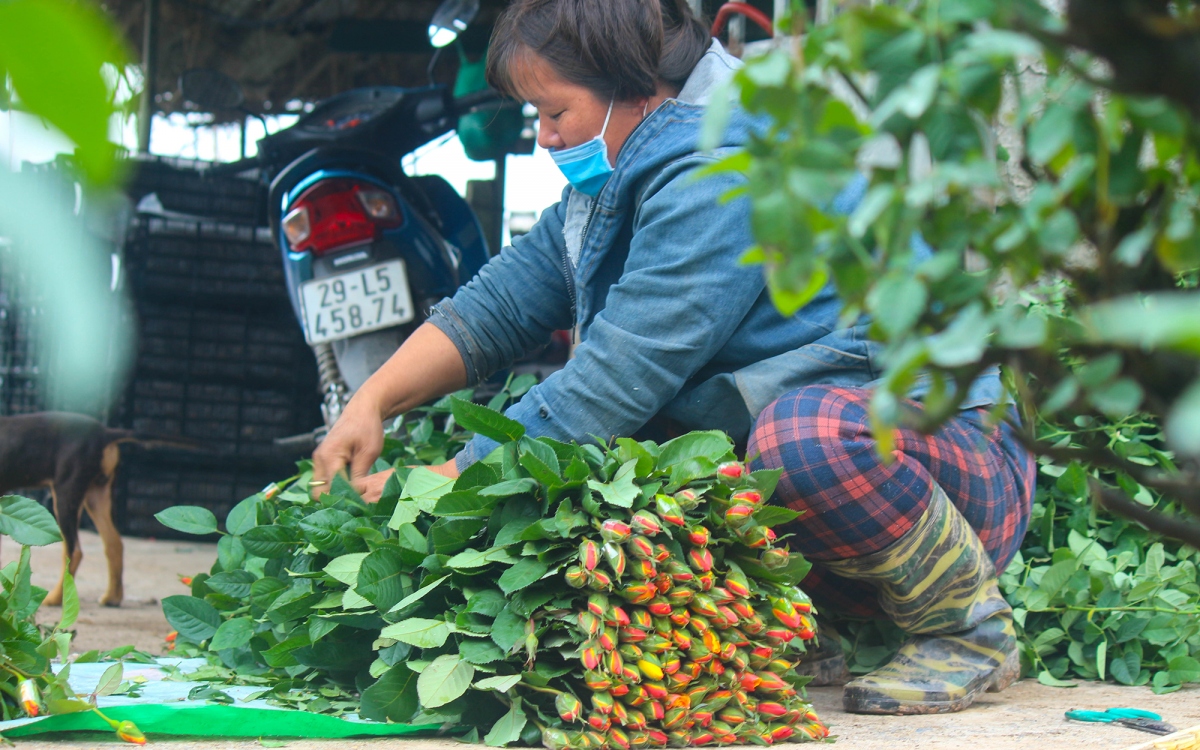 lang hoa tay tuu da san sang phuc vu cho dip tet nguyen Dan hinh anh 12