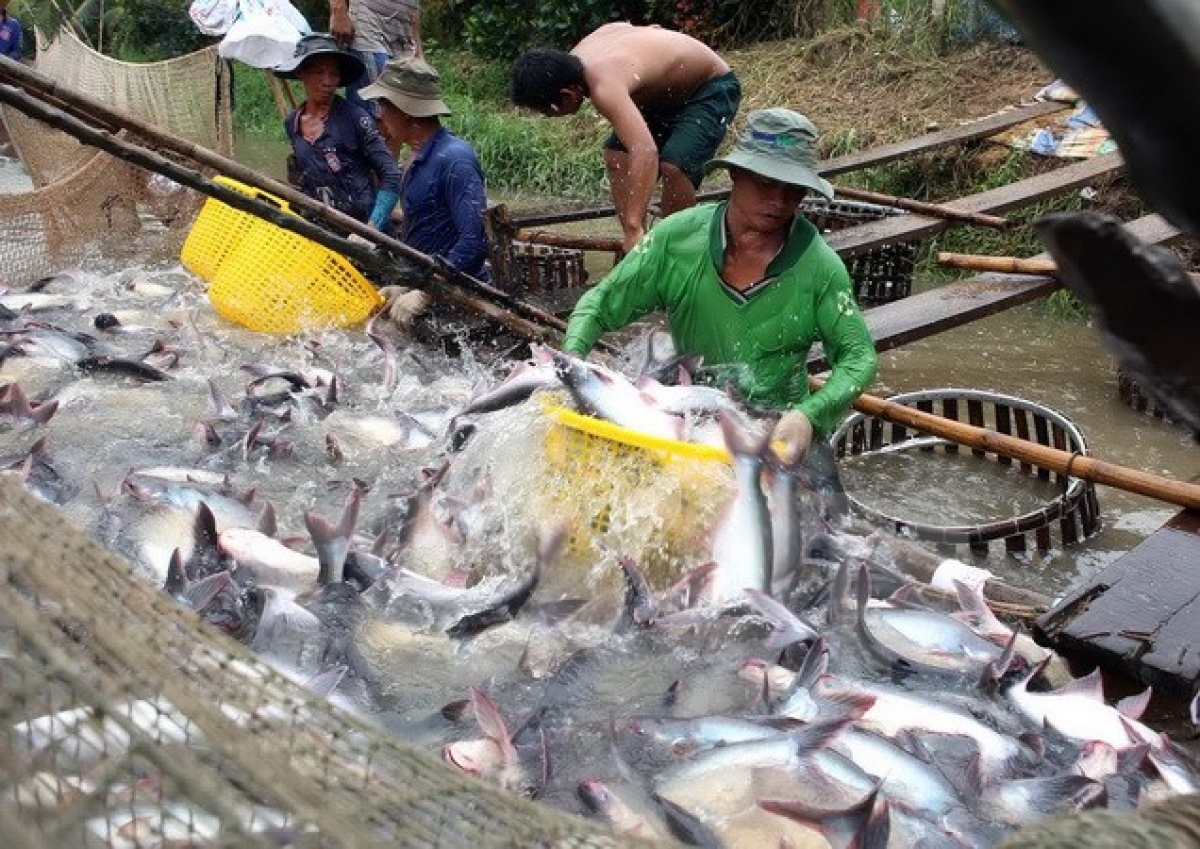 cambodia re-considers decision to ban imports of farmed fish picture 1