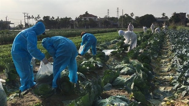 trade ministry helping hai duong farmers sell produce picture 1