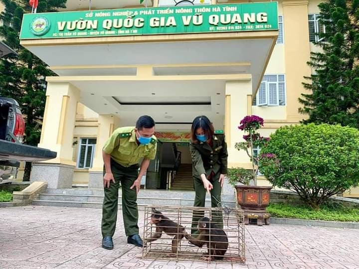 Vườn quốc gia Vũ Quang tiếp nhận 2 khỉ mặt đỏ và 1 trăn đất do ...