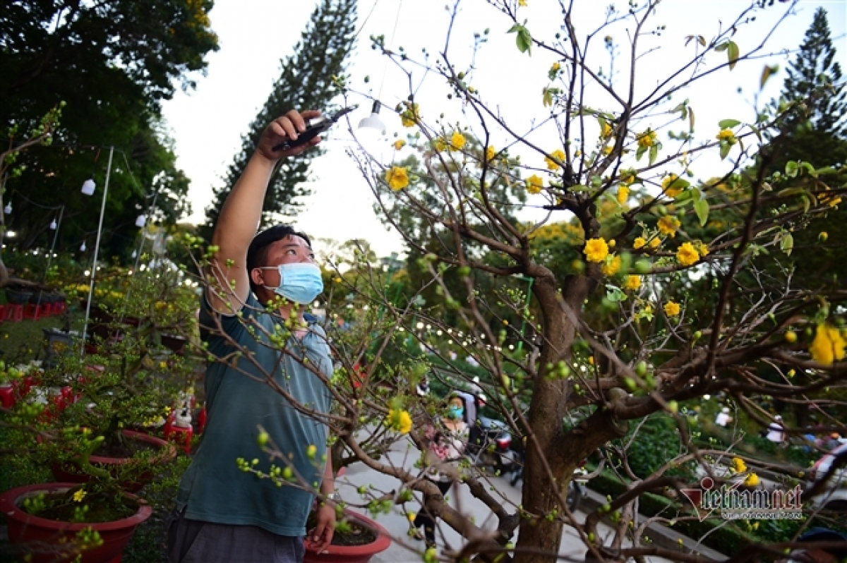 peach blossom sellers in hcm city worry amid poor sales picture 16