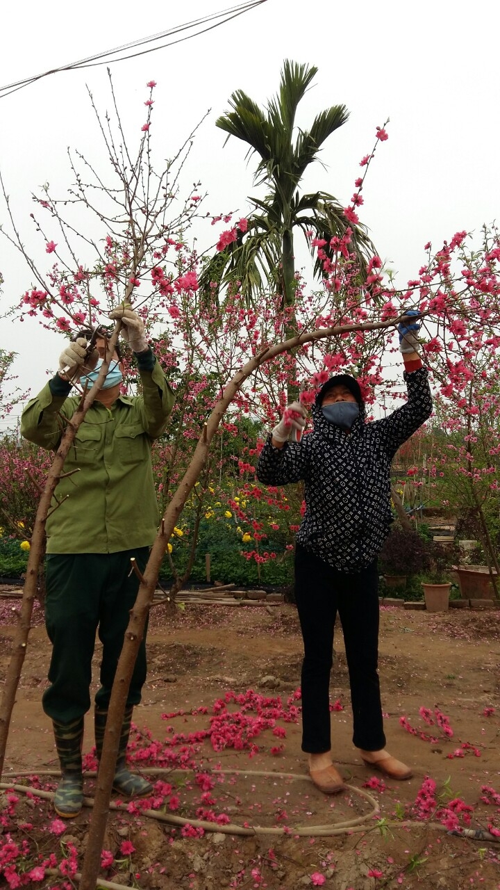 Đào Nhật Tân ế rụng đỏ vườn sau Tết: Giọt mồ hôi hoà nước mắt của nông dân!