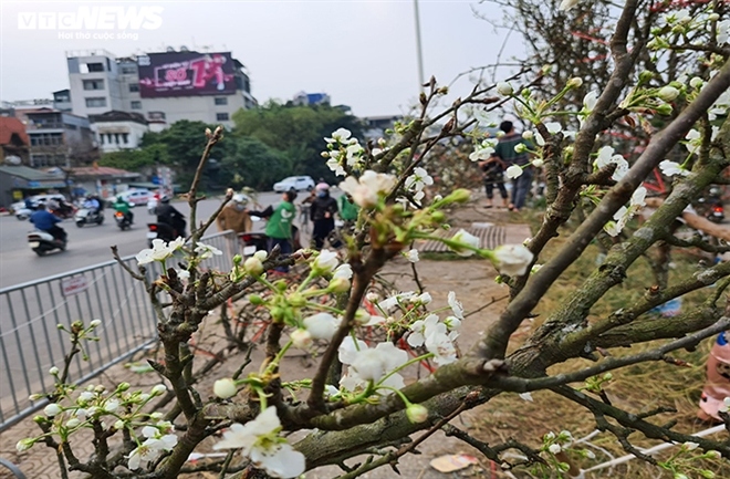 le rung tien trieu hut khach ha noi sau tet hinh anh 1