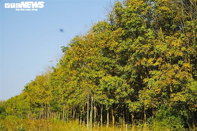 Around this time, the whole rubber forest in Hon Quan district (Binh Phuoc) turned yellow, beautiful and poetic like the scene in Korean love films.