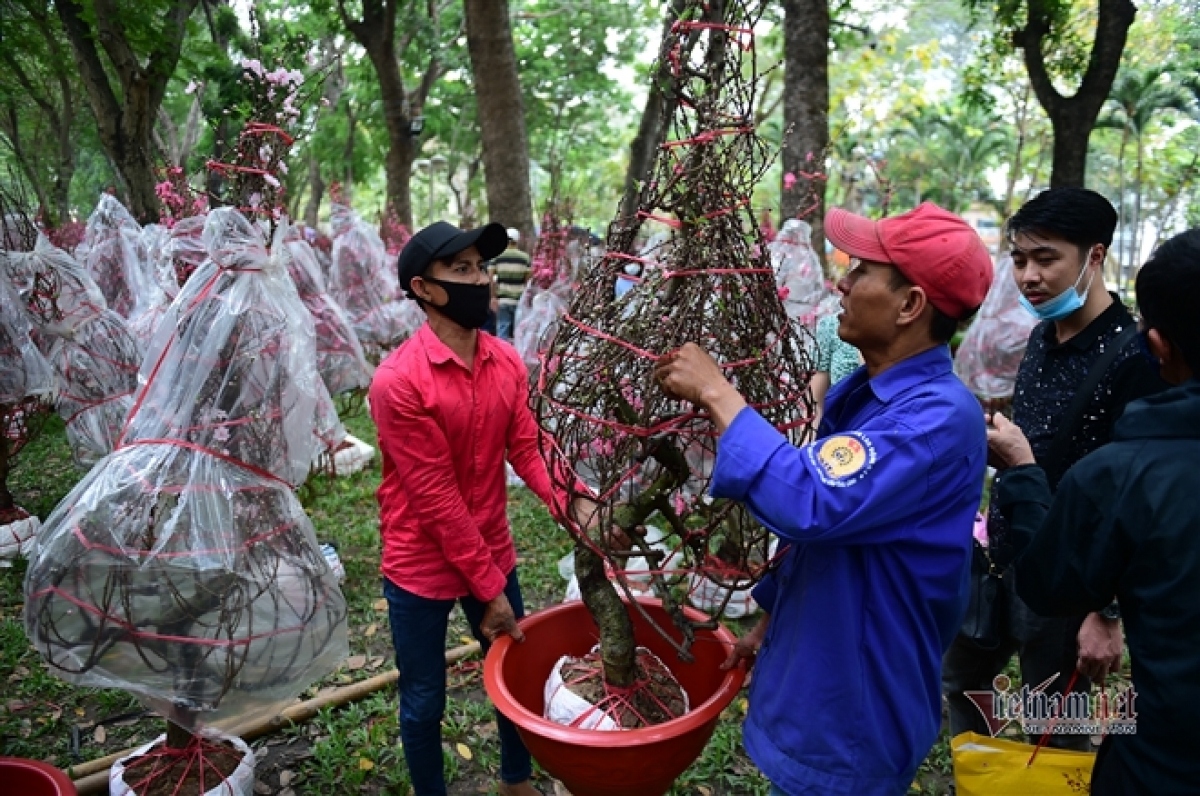 peach blossom sellers in hcm city worry amid poor sales picture 2