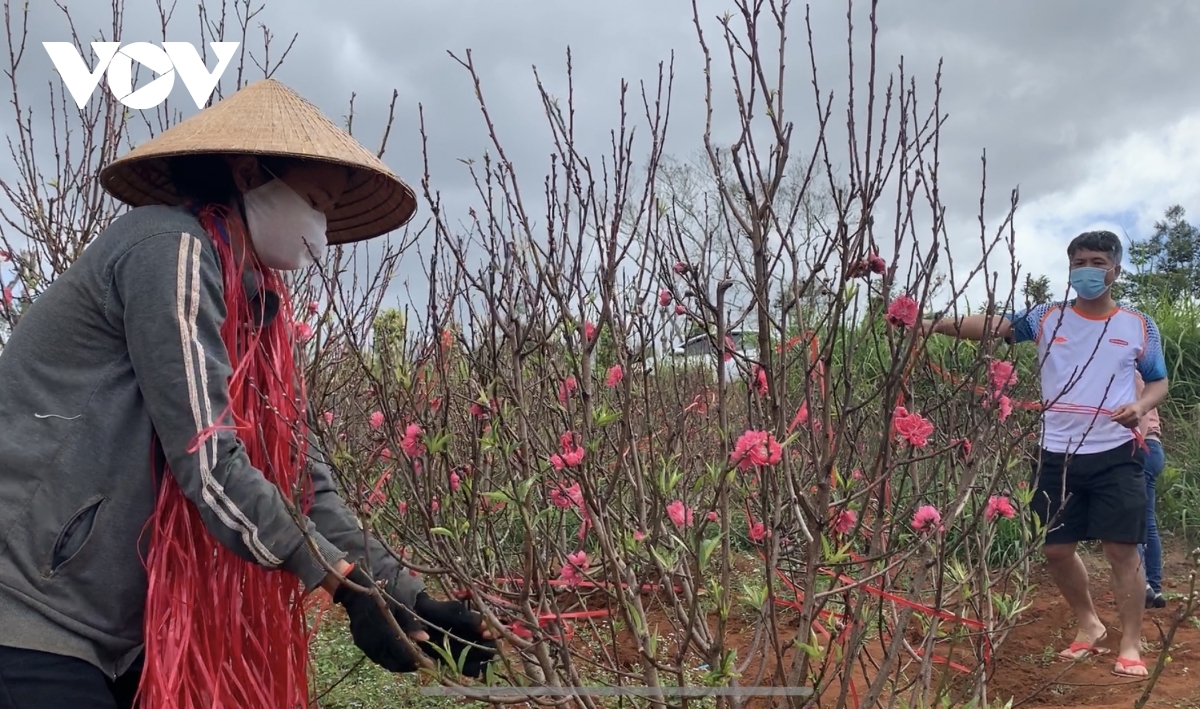 Hoa đào đất đỏ Tây Nguyên hút khách