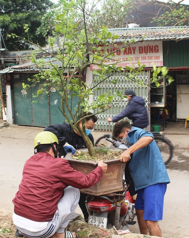 chan mua hoa buoi theo can, dan ha thanh vung tien lay ca cay lan chau hinh anh 4