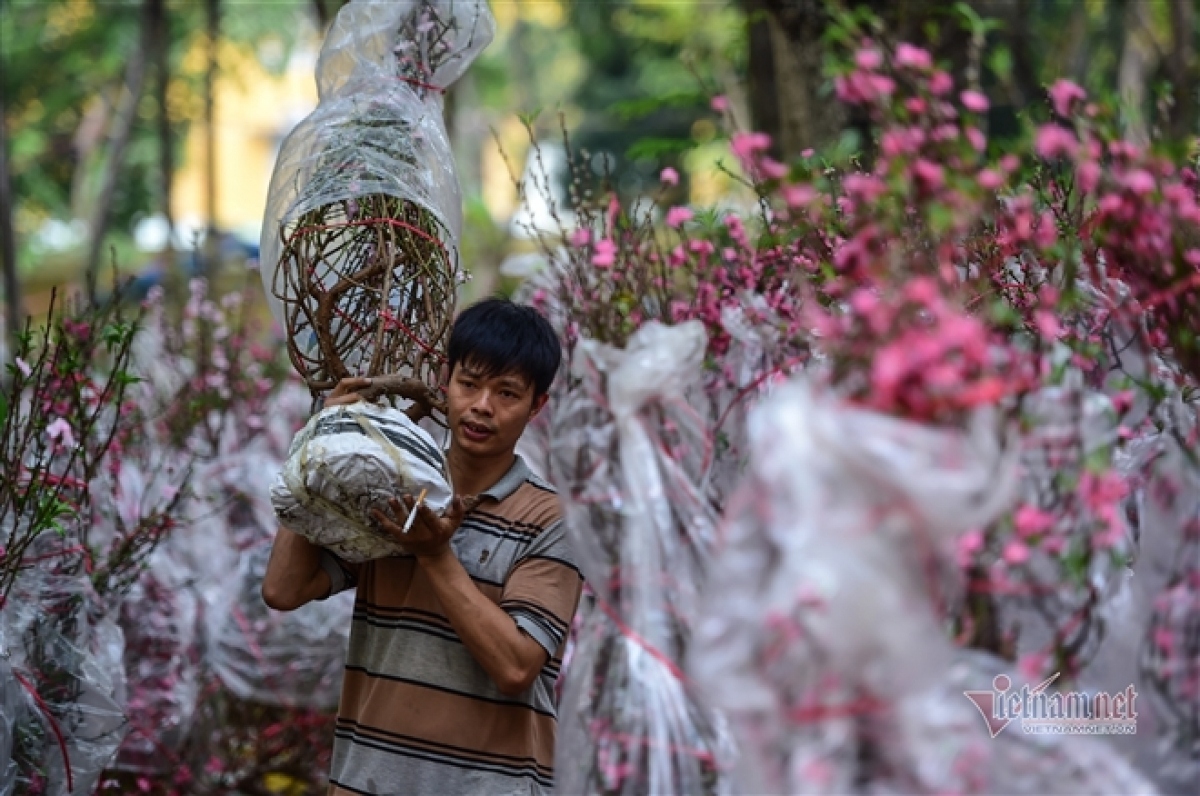 peach blossom sellers in hcm city worry amid poor sales picture 4