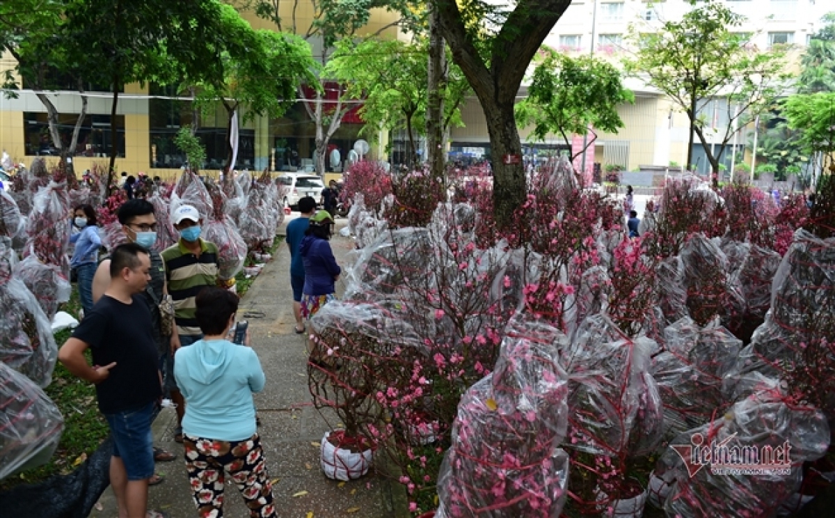 peach blossom sellers in hcm city worry amid poor sales picture 5