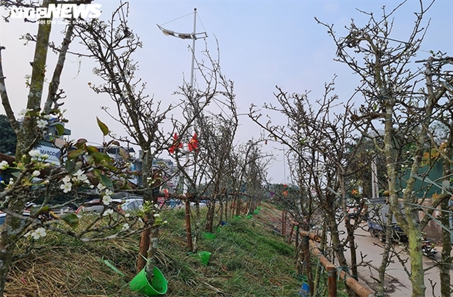 le rung tien trieu hut khach ha noi sau tet hinh anh 5