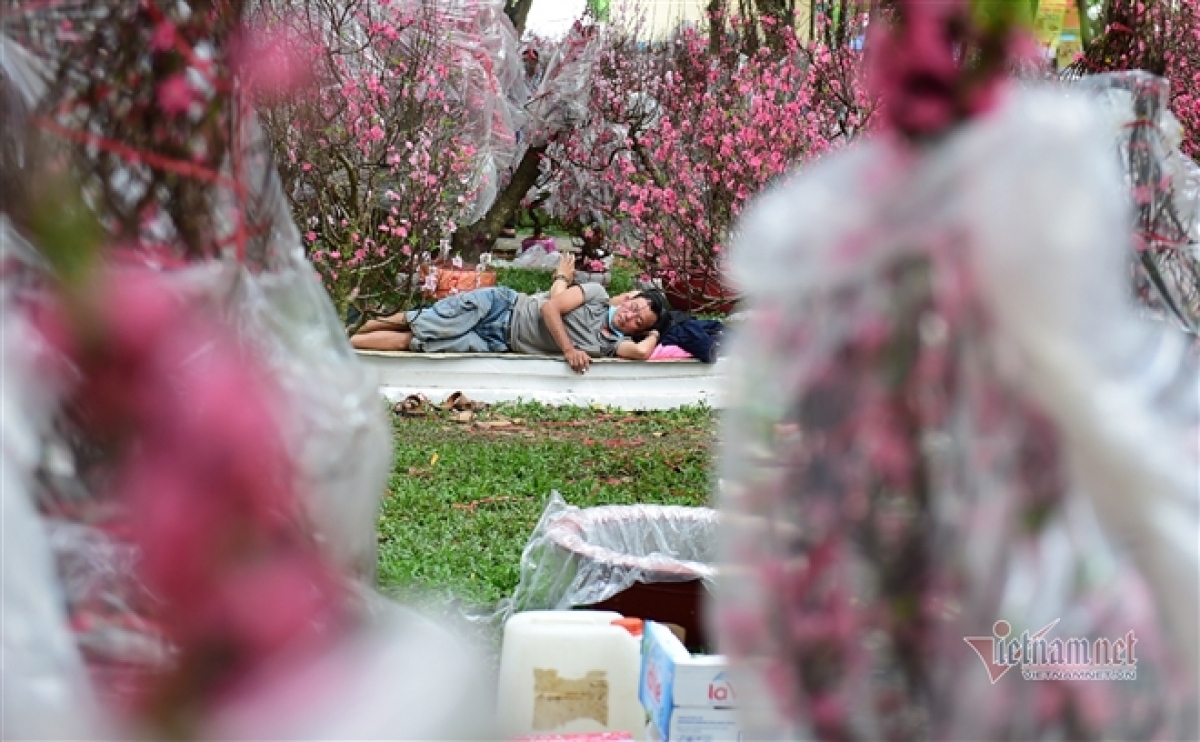 peach blossom sellers in hcm city worry amid poor sales picture 6