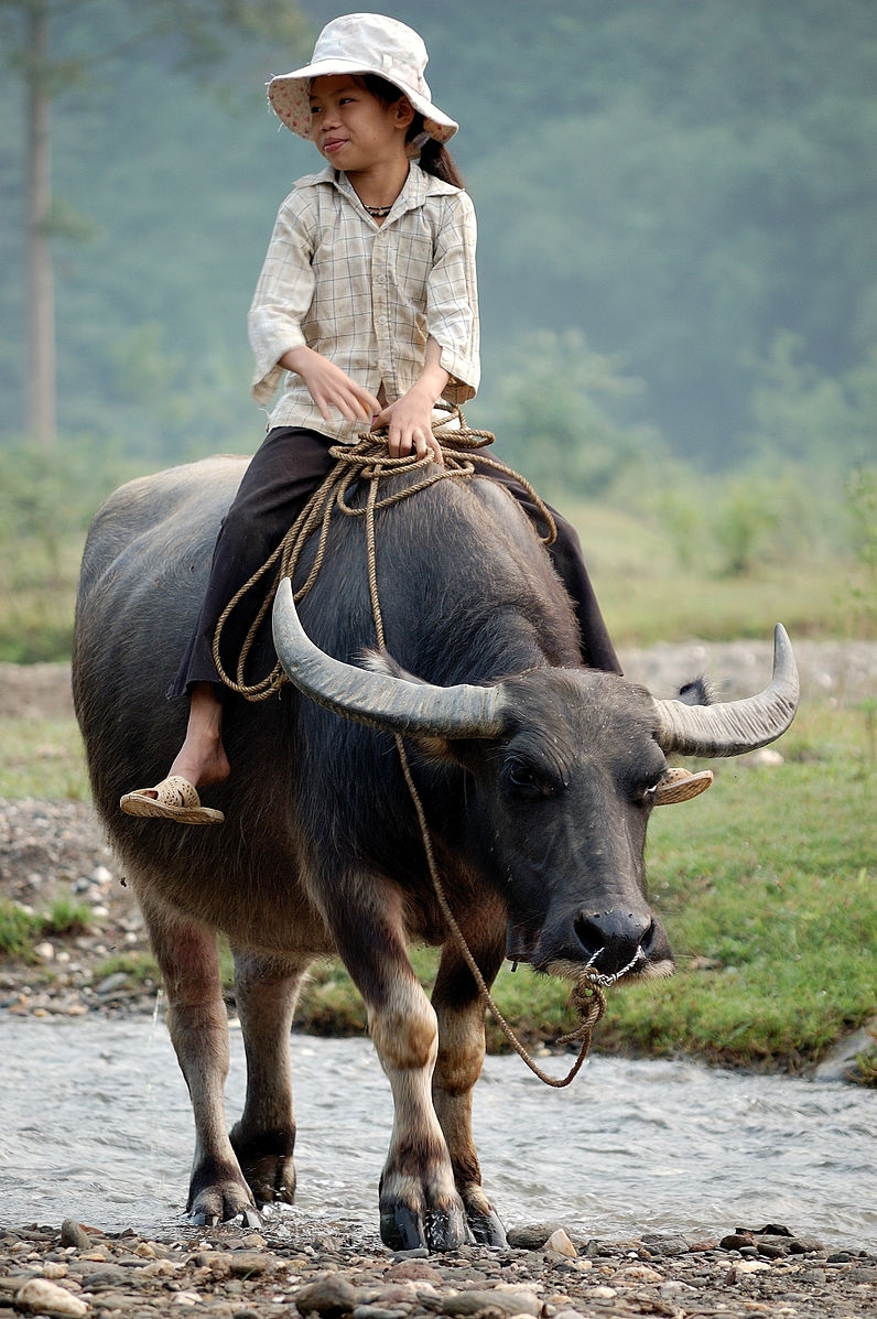 nam suu tan man doi dieu ve trau hinh anh 6