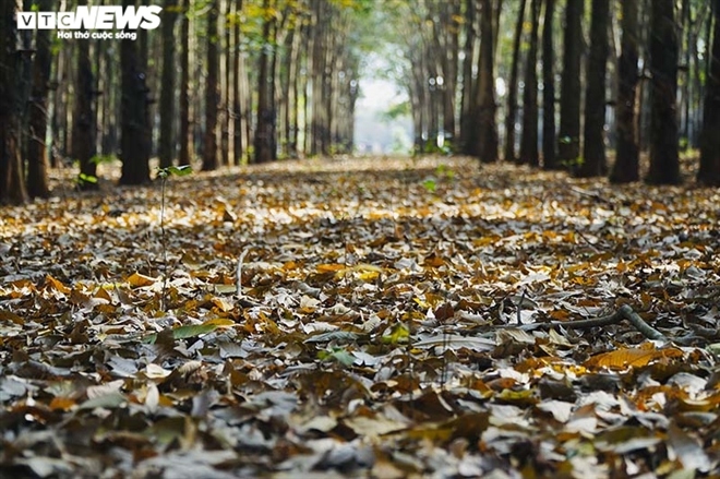 The newly fallen rubber leaf carpet creates a beautiful poetic scene.