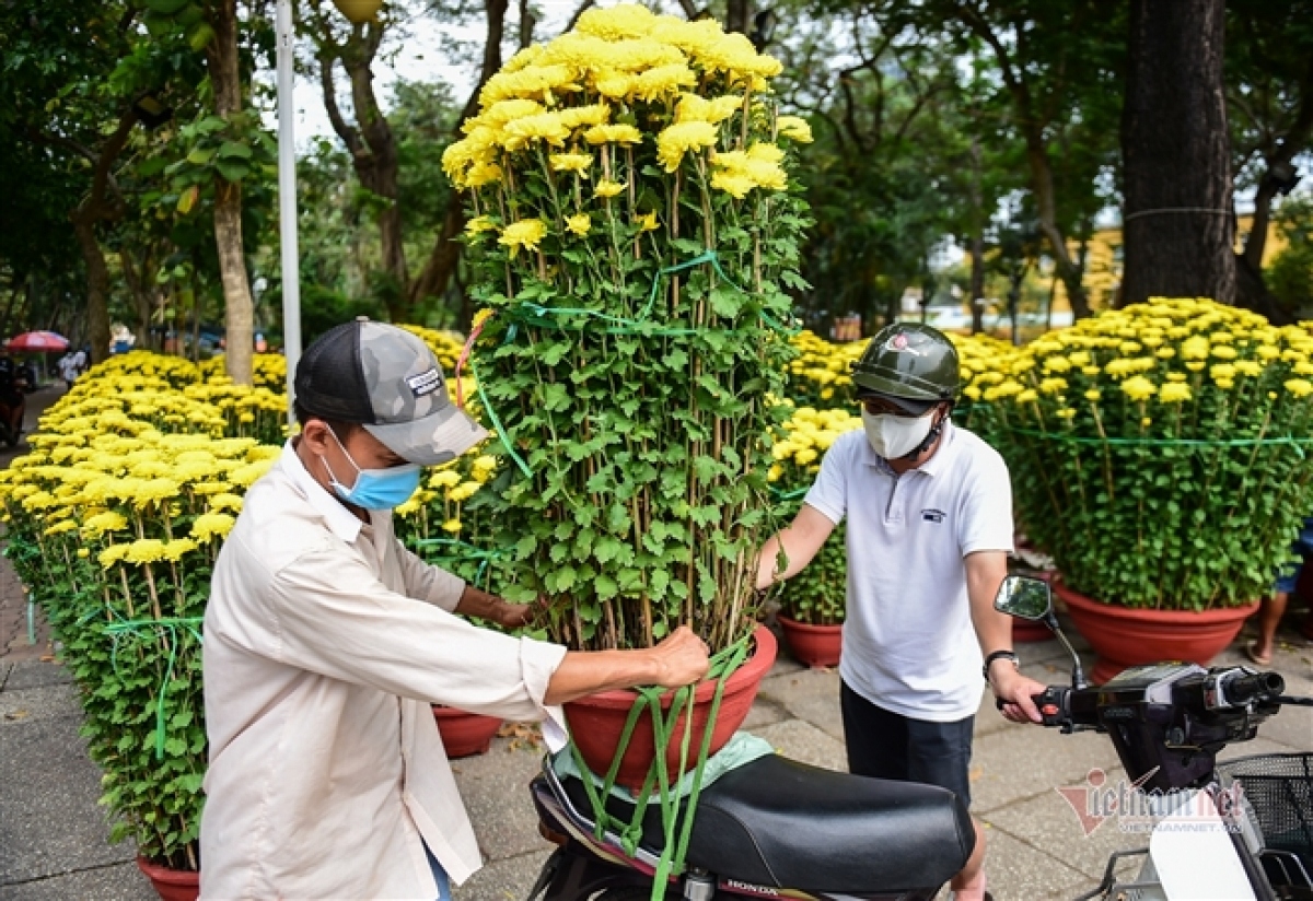 peach blossom sellers in hcm city worry amid poor sales picture 9