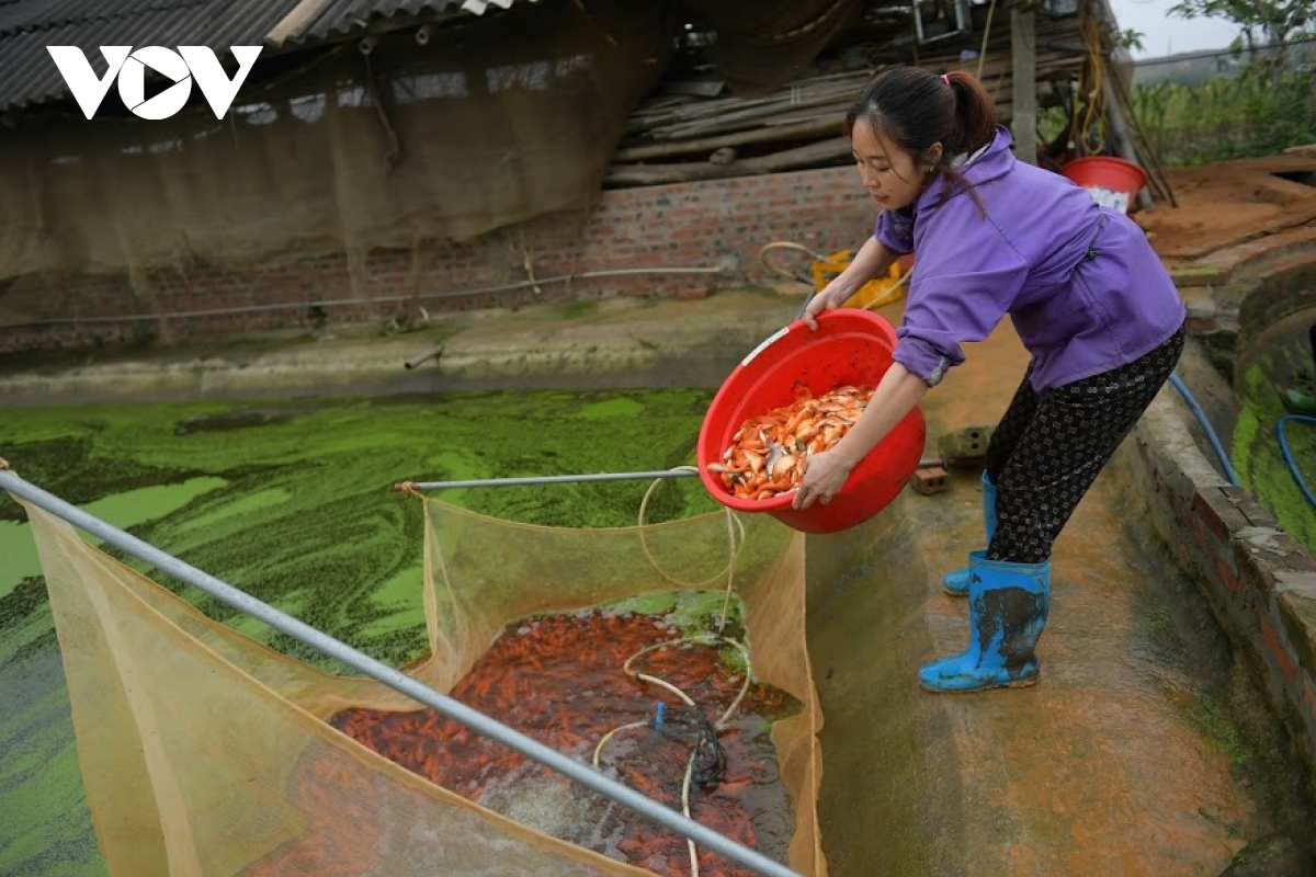 thuy tram carp village busy on kitchen gods day picture 11