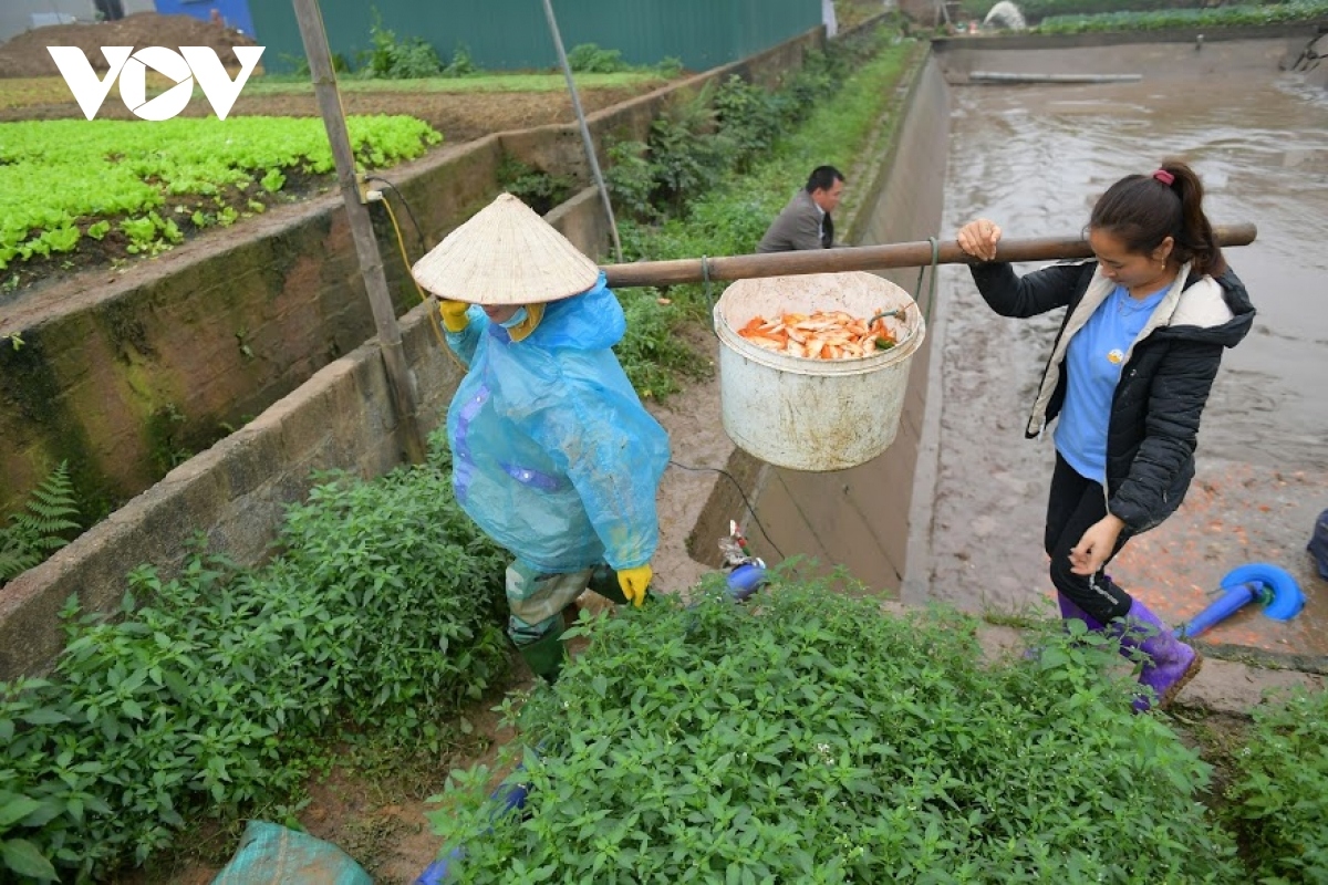 thuy tram carp village busy on kitchen gods day picture 16