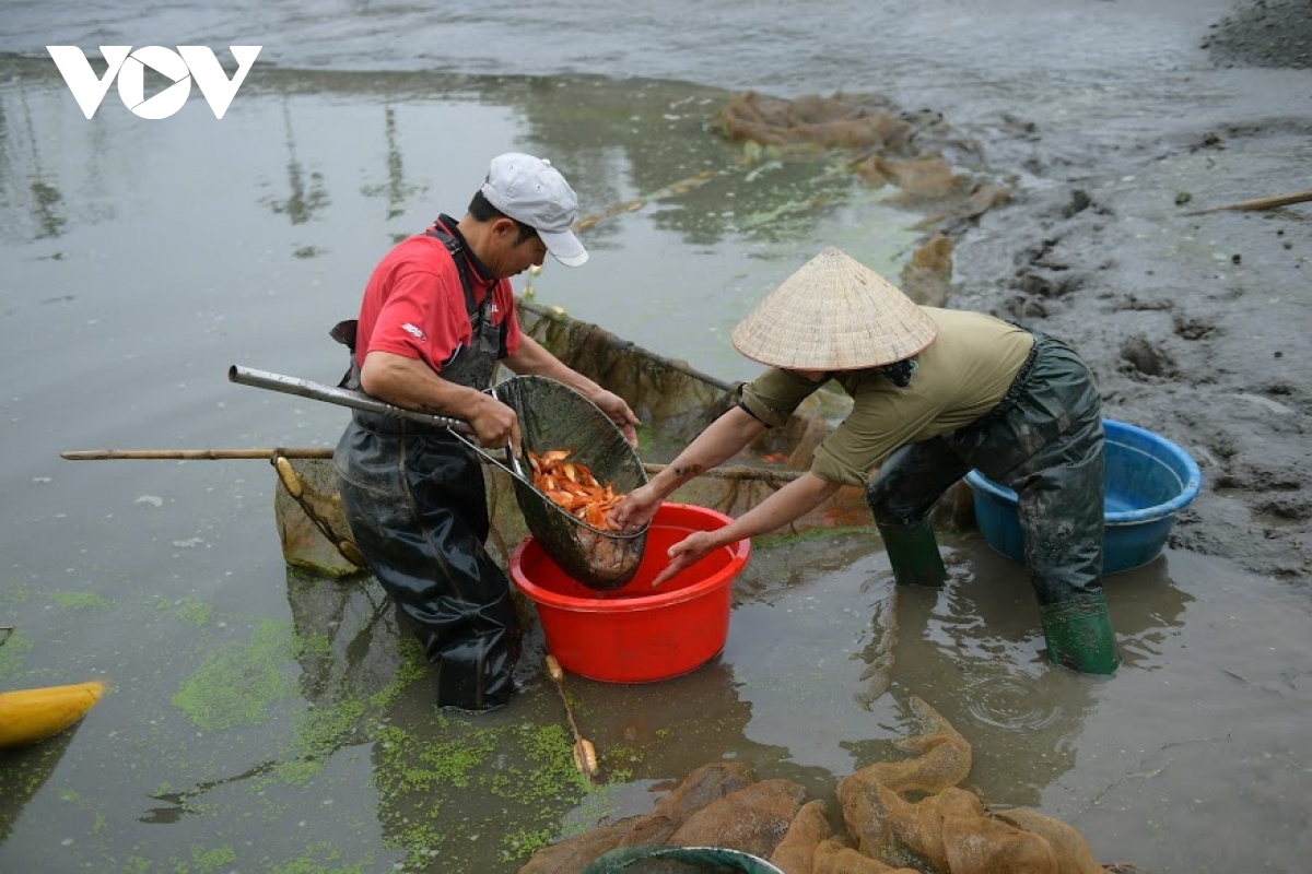 thuy tram carp village busy on kitchen gods day picture 6