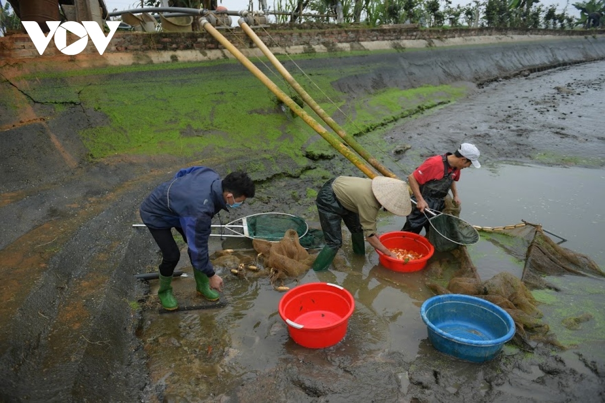 thuy tram carp village busy on kitchen gods day picture 8