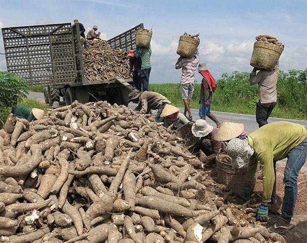vietnam gains cassava export growth in 2020 picture 1
