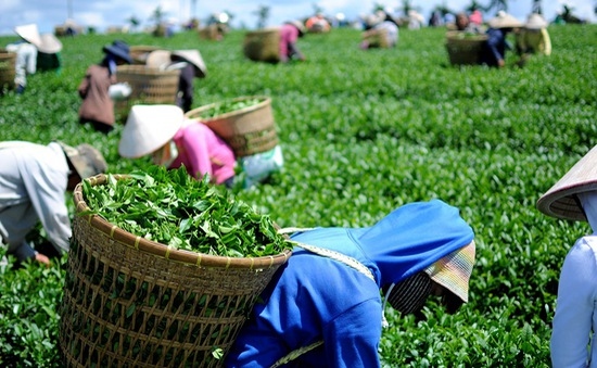 tea exports witness sharp increase in january picture 1