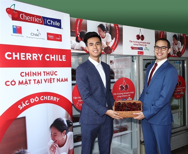 first chilean cherries enter vietnamese market picture 1