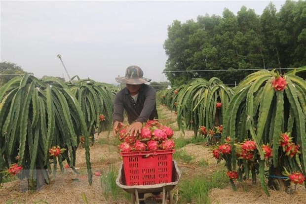 first dragon fruit lot exported to china in new lunar year picture 1