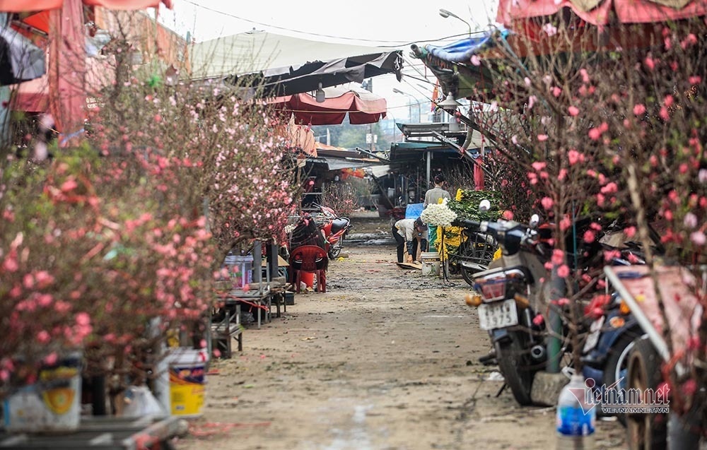 hanoi flower growers cry out as tet draws near picture 10