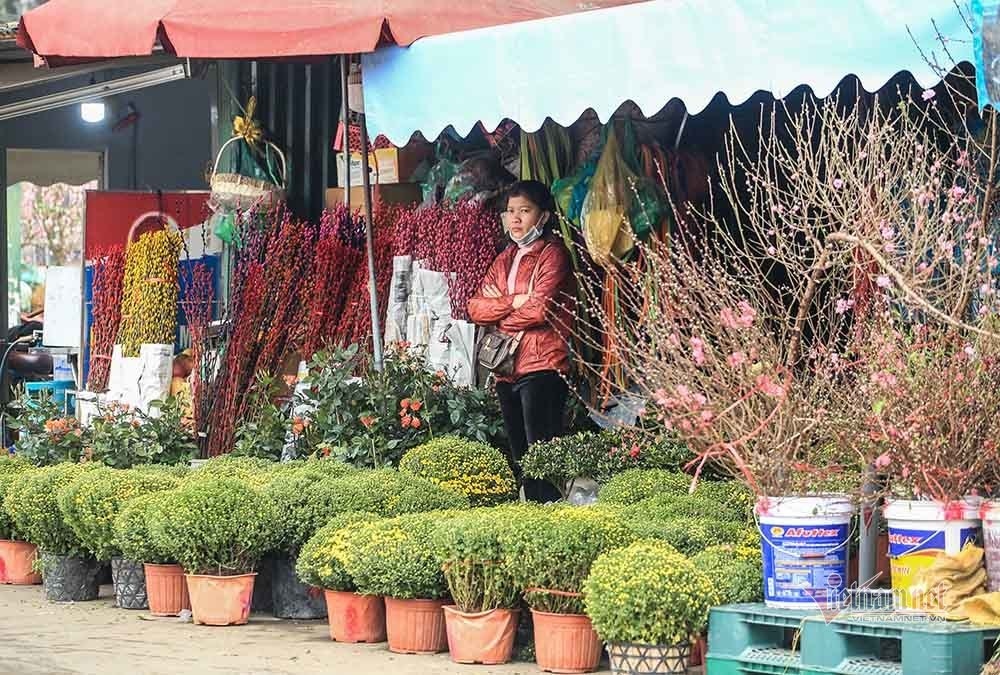 hanoi flower growers cry out as tet draws near picture 11