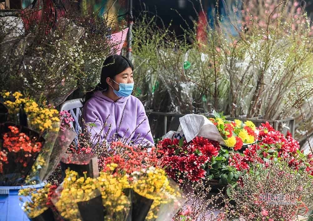 hanoi flower growers cry out as tet draws near picture 12