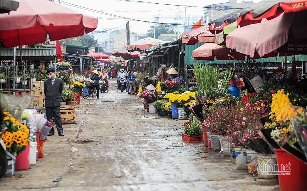 hanoi flower growers cry out as tet draws near picture 13