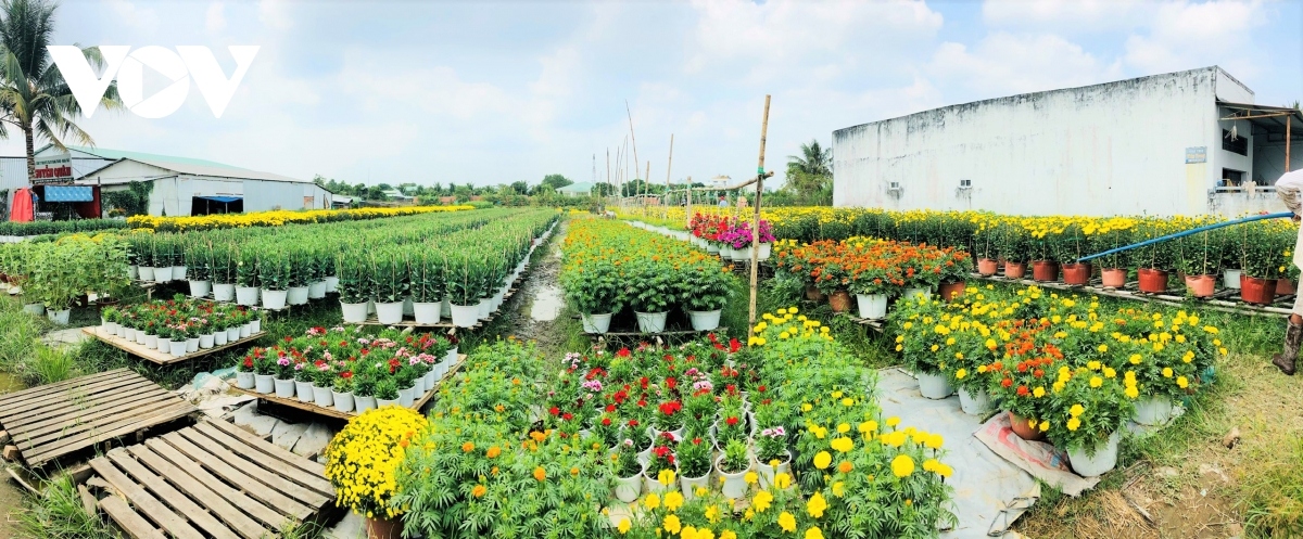 pho tho flower village in bloom just in time for tet picture 1