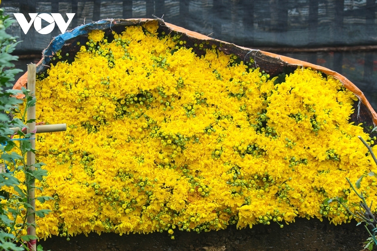 hanoi flower growers cry out as tet draws near picture 2