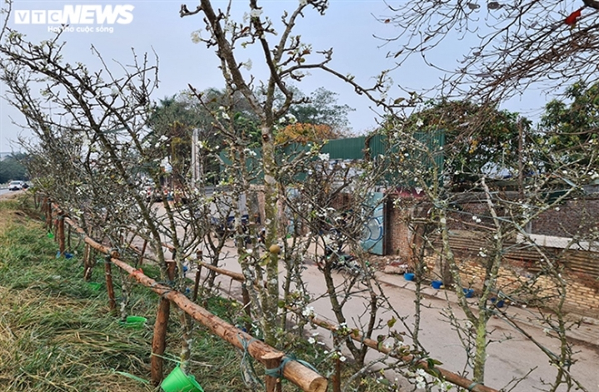 wild pear blossoms prove popular among customers after tet picture 3