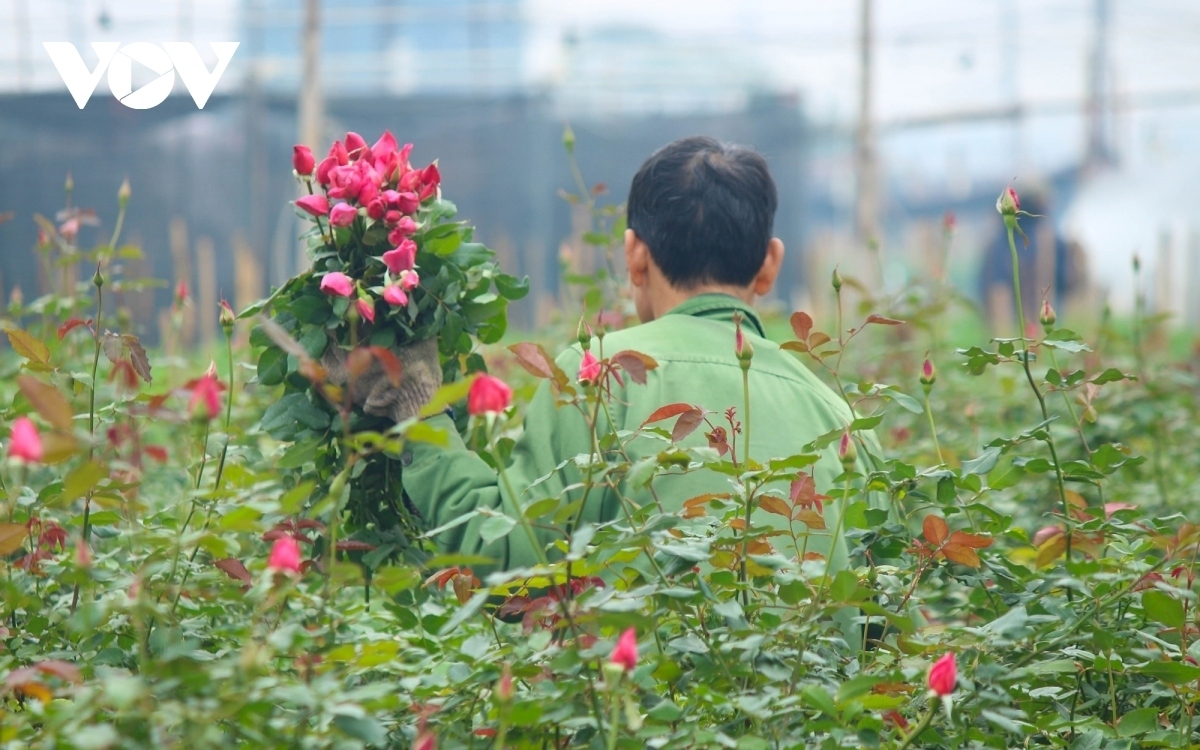 hanoi flower growers cry out as tet draws near picture 4