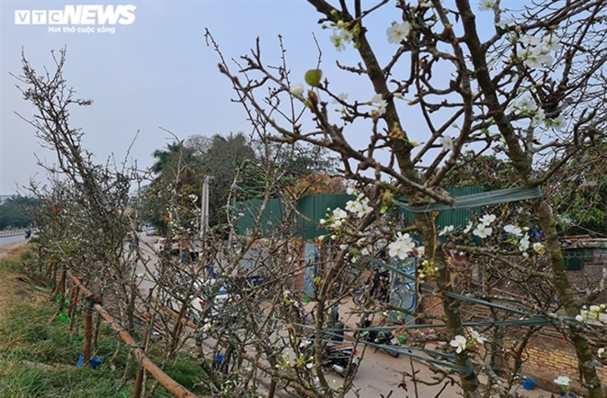 wild pear blossoms prove popular among customers after tet picture 4