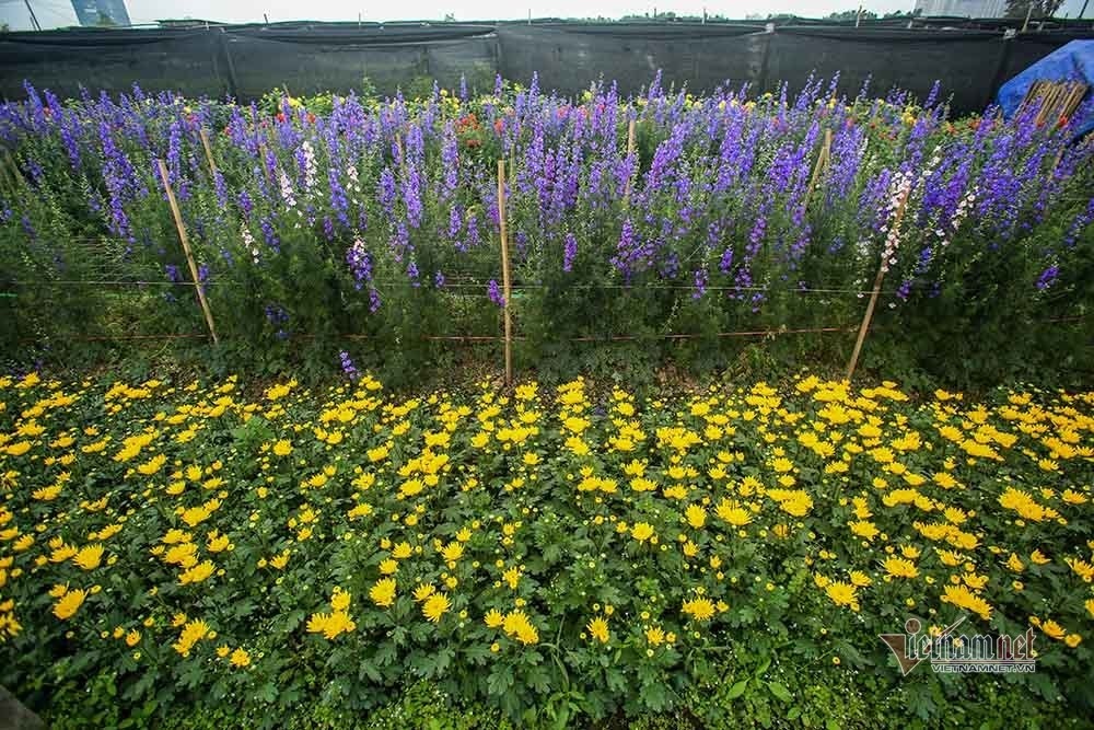 hanoi flower growers cry out as tet draws near picture 6