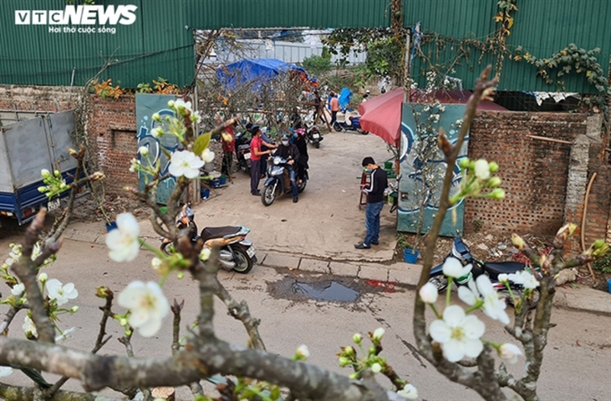 wild pear blossoms prove popular among customers after tet picture 6
